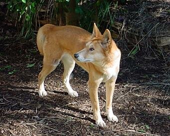 Dingo