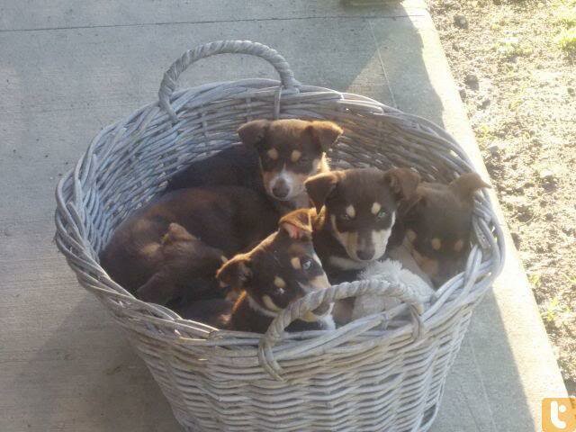 pups in basket